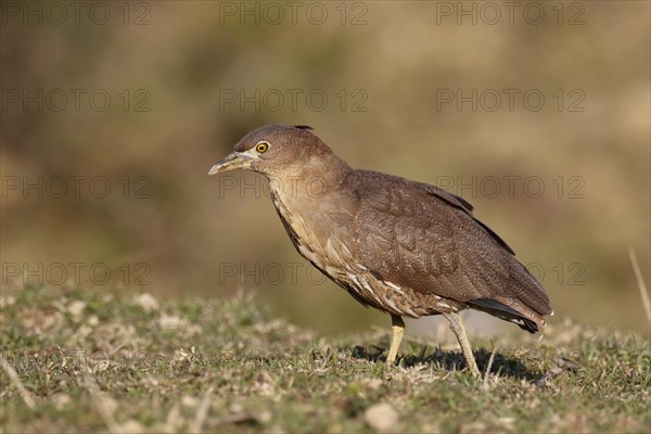 Japanese Night-heron