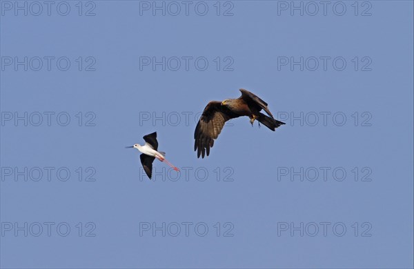 Black-winged stilts chase a black kite that has captured one of its chicks. Coto Donana