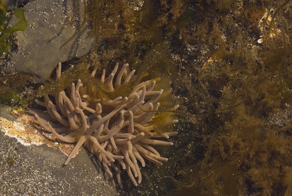 Snakelocks Anemone