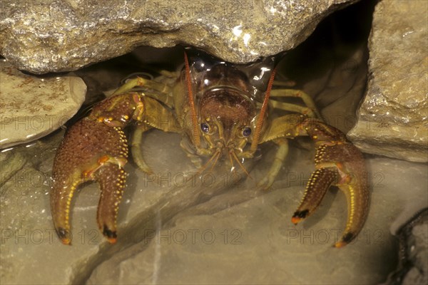 American rusty crayfish