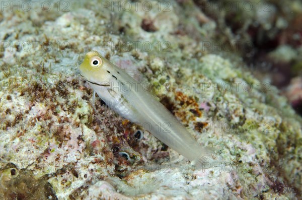 Yaeyama blenny