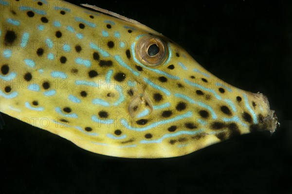 Scrawled Filefish