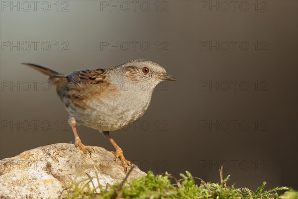 Dunnock