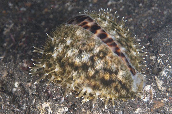 Tiger Cowrie