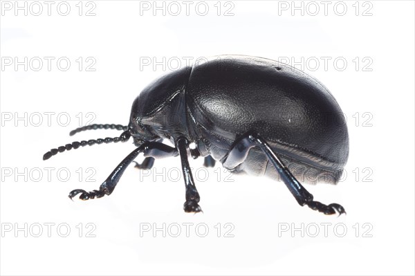 Paw beetle