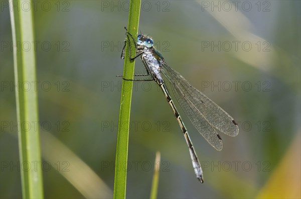 Glossy damselfly