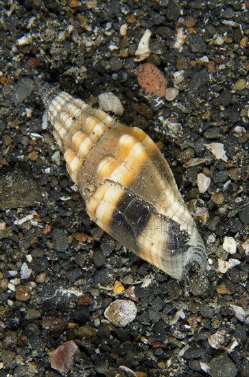 Spiny snail