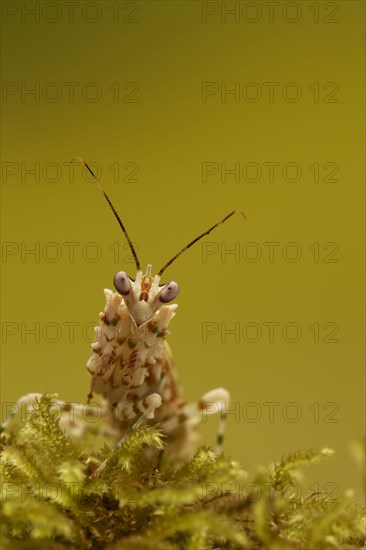 Pseudocreobotra wahlbergii Flower spiny flower mantis