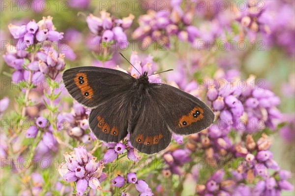 Scotch argus