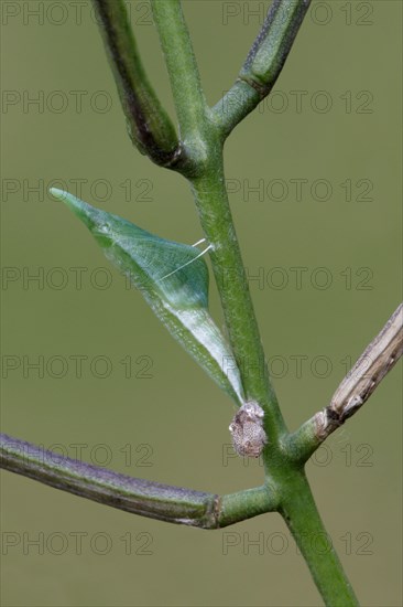 Orange tip