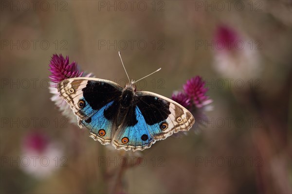 Brush-footed butterfly
