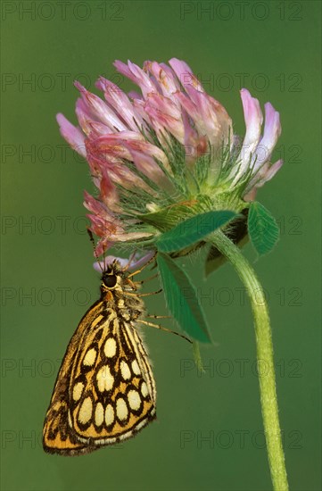 Great checkered large chequered skipper