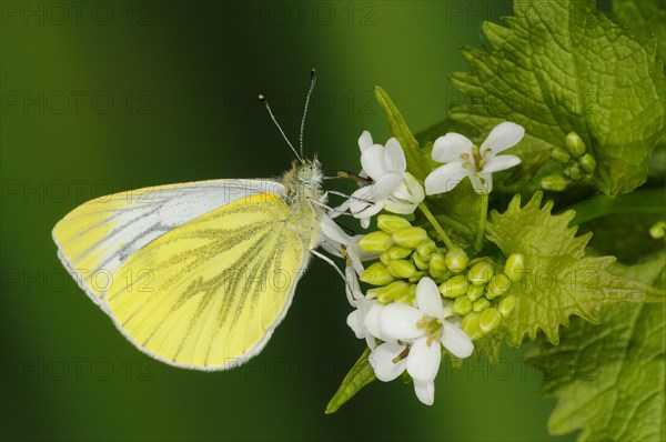 Green-veined White