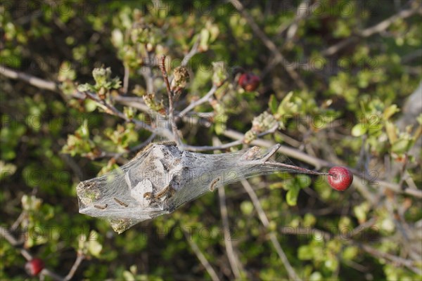 Caterpillars of the brown-tail