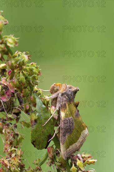 Burnished Brass Moth