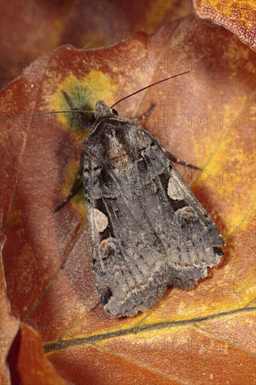 Setaceous hebrew character