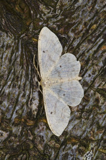 Small fan-footed wave