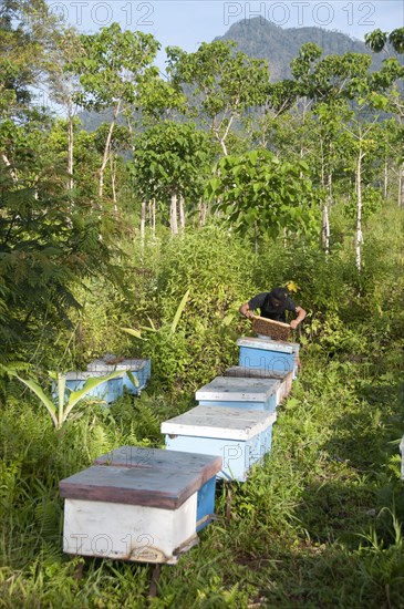 Beekeeping