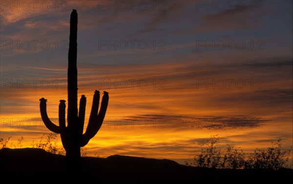 (Carnegiea gigantea) giganteus, columnar cactus (Cactaceae) (Cereus), Sagauro Cactus At sunrise, Arizona
