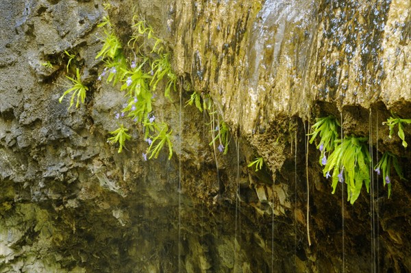 Long-leaved Butterwort