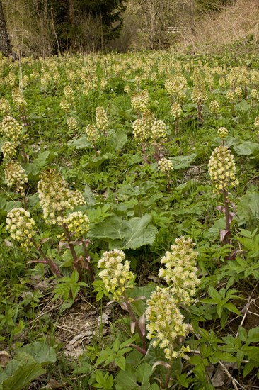 White Butterbur