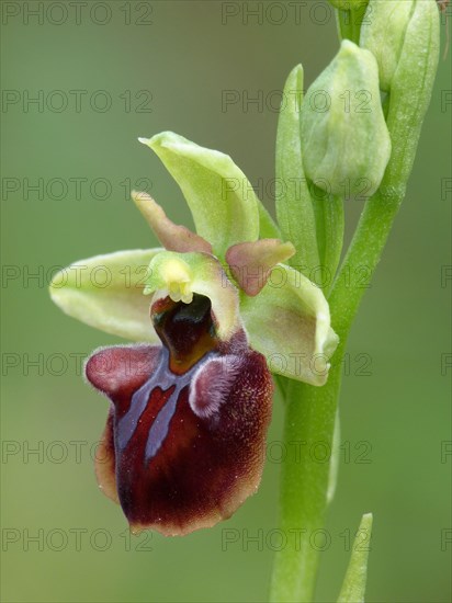 Early spider orchid of breast ragwort