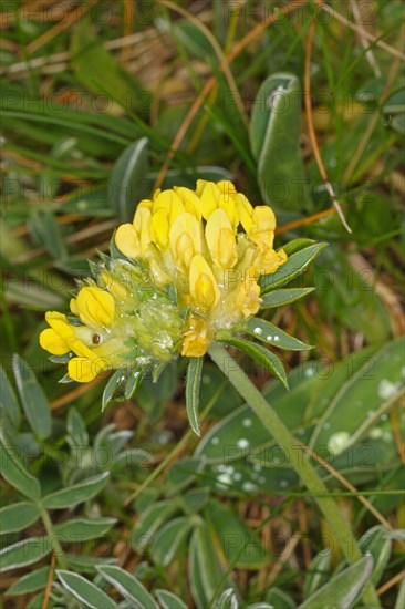 Kidney-vetch