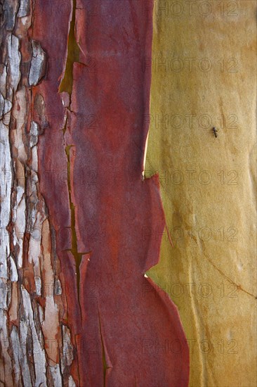 Pacific Madrone