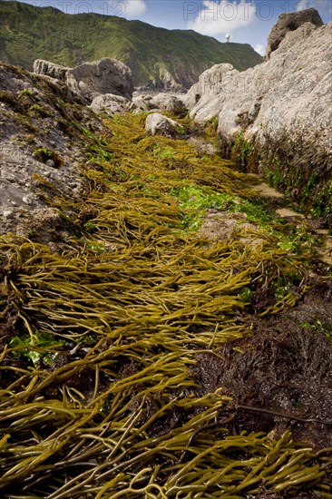 Brown tuning forkwort