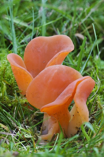 Salmon Salad Fungus