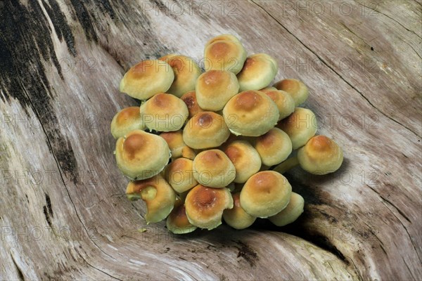 Sulphur Tuft