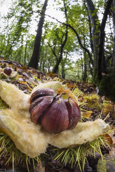 Open fruits of chestnut