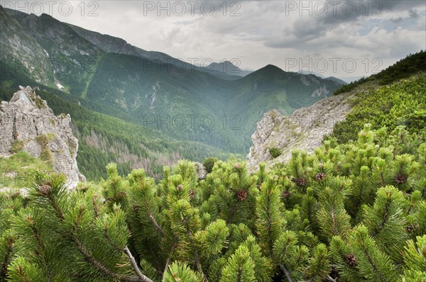 Mountain pine