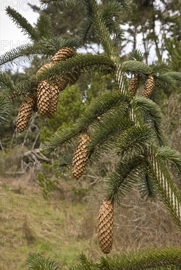 Sitka spruce