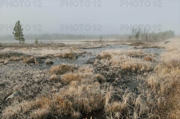 Frosty and misty boreal bog habitat at dawn