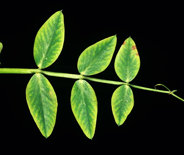 Manganese deficiency