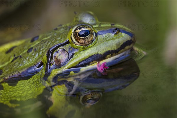 Edible frog