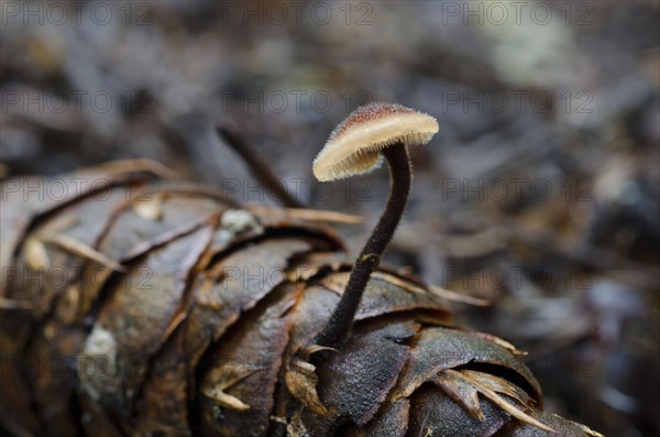 (Auriscalpium vulgare)
