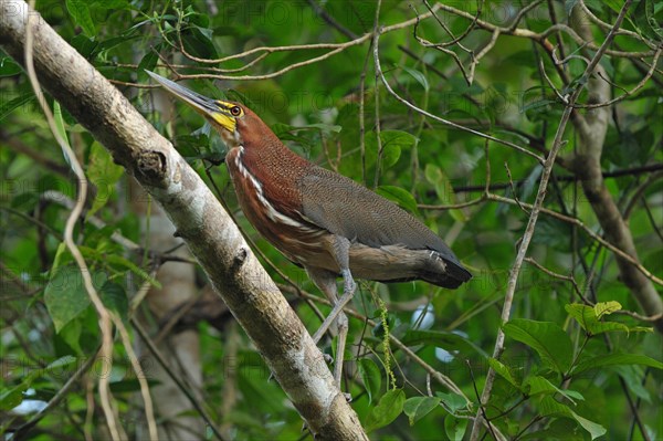 Marbled Tiger Heron