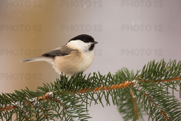 Willow Tit