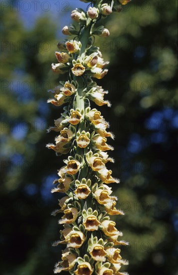 Rusty foxglove