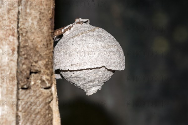 Wasps' nest