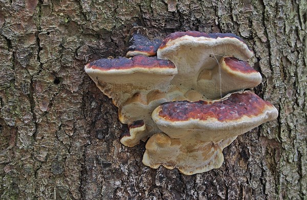 Red Banded Polypore