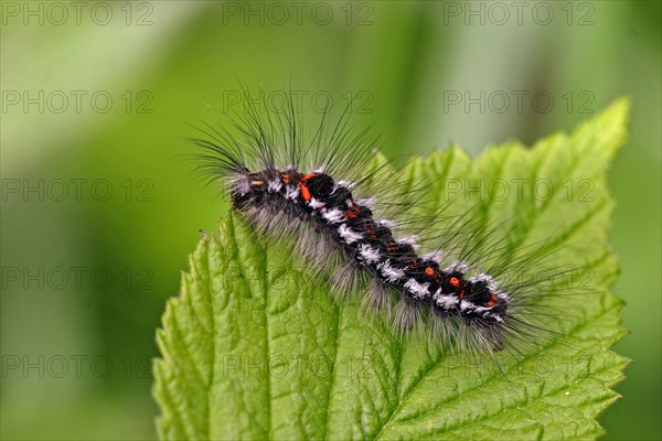 Yellowtail moth