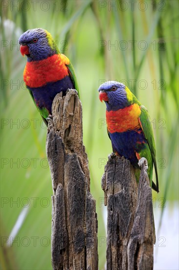 Coconut lorikeet