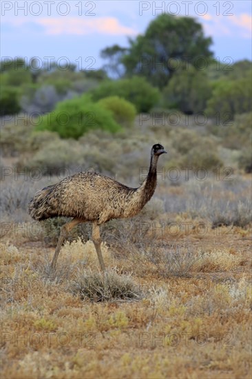 Emu