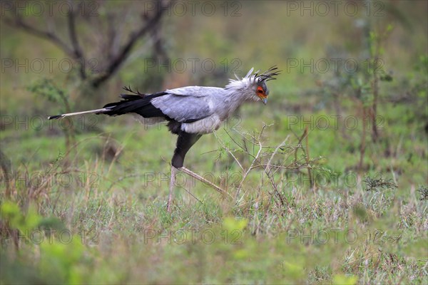 Secretary bird