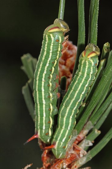 Pine Hawk Moth