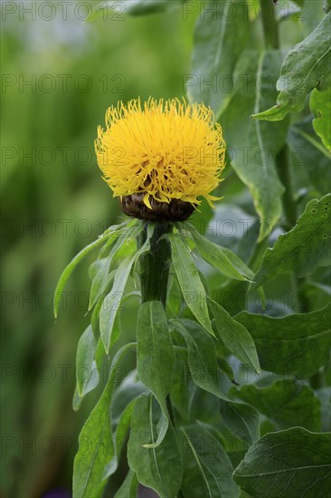 Armenian daisy