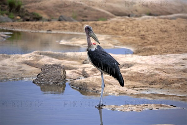 Marabou Stork